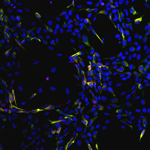 Team Page: Tisch Community Team